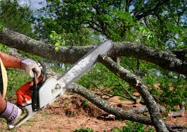 Best Storm Damage Tree Cleanup  in Bruceville Eddy, TX