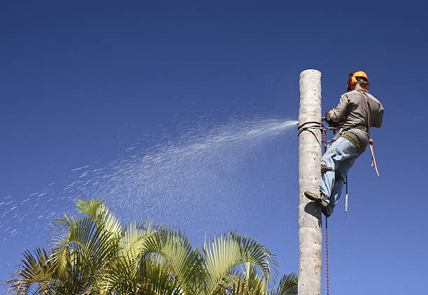 Tree and Shrub Care in Bruceville Eddy, TX