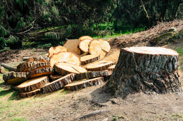 Best Emergency Tree Removal  in Bruceville Eddy, TX